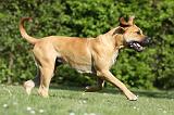 BOERBULL 067